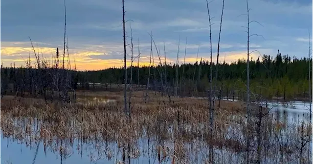 Caution urged as mining companies eye critical minerals below Quebec boreal forest | Globalnews.ca