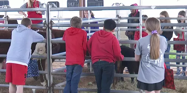 Students learn importance of cattle industry