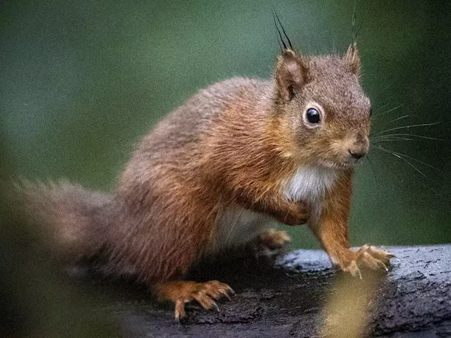 A squad of 6 drug-sniffing squirrels is China's latest line of defense against drugs | Business Insider