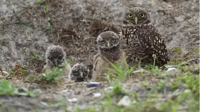 Calgary energy company invests $150K to conserve burrowing owl habitat