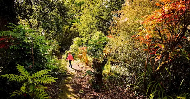 Mount Congreve, where even U2 band member has a flower named after him, re-opens after €6 million investment