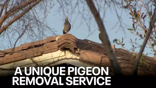 'Tony Hawk' helps Arizona company remove problematic pigeons from homes