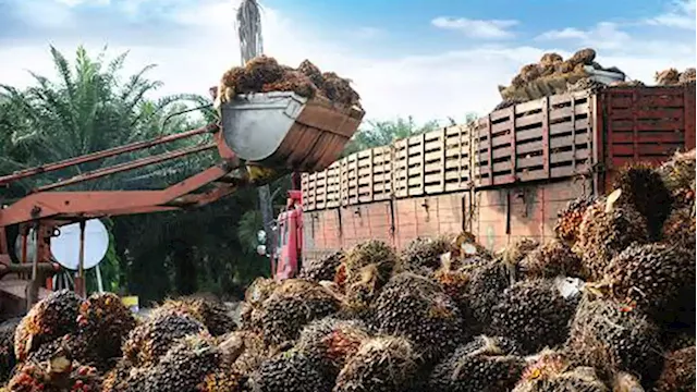 Despite reported positive trend, palm oil industry still struggling