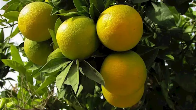 'EU is putting draconian measures on South African citrus' - SABC News - Breaking news, special reports, world, business, sport coverage of all South African current events. Africa's news leader.