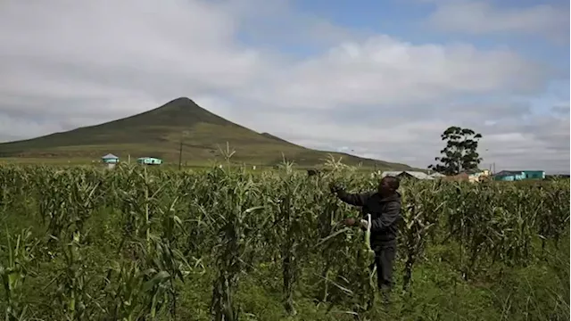 Young people in agriculture will help food security: Ramaphosa - SABC News - Breaking news, special reports, world, business, sport coverage of all South African current events. Africa's news leader.