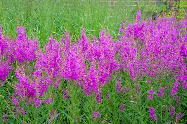 Half of UK indigenous plants in decline - study | Business