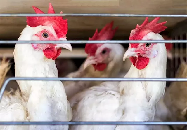 SA's fat-chicken crisis is getting worse, says poultry giant | Business