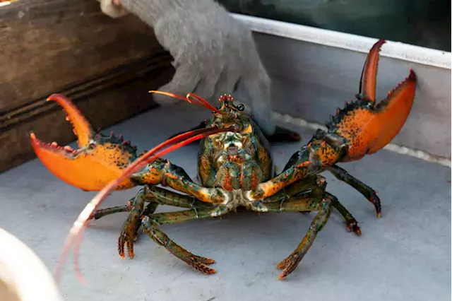 Do-not-eat listing draws lawsuit from Maine lobster industry