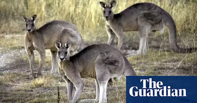 Animal activists and commercial industry at odds after Nike halts use of kangaroo leather