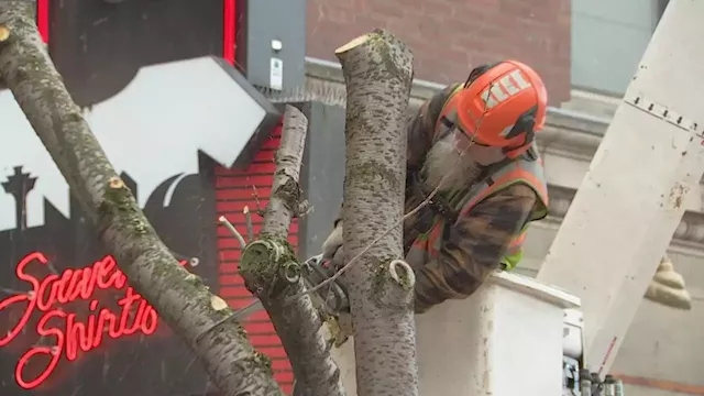 Cherry trees at Pike Place Market entrance cut down after heated back-and-forth debate