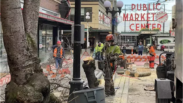 Cherry trees in front of Pike Place Market are gone!