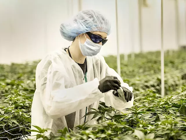 These four jobs in the cannabis industry pay more than $100K