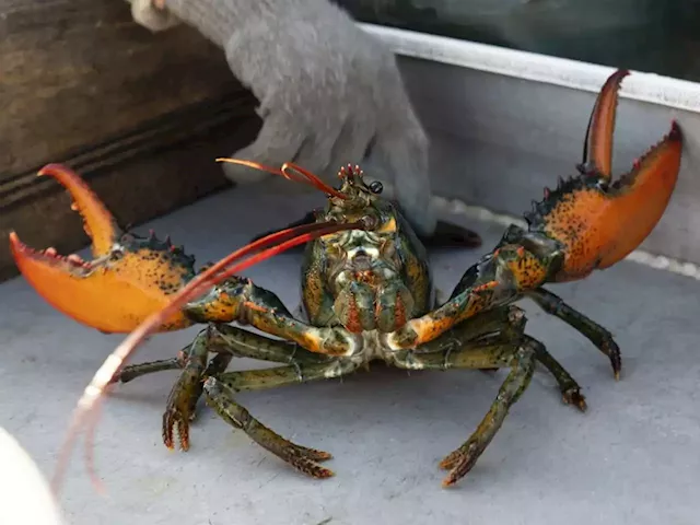 Do-not-eat listing draws lawsuit from Maine lobster industry