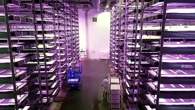 Video: Danish vertical farm looks to grow business