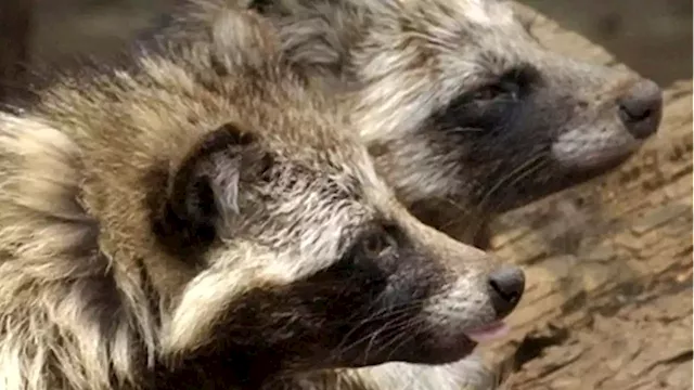 New COVID origins data point to raccoon dogs in China market