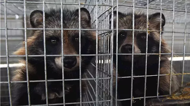 Genetic Data Links Covid Origins To Raccoon Dogs Sold At Wuhan Wet Market