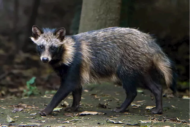 New Data Links Pandemic’s Origins to Raccoon Dogs at Wuhan Market