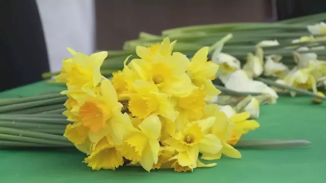 Pike Place Market to celebrate first day of spring with 26th annual Daffodil Day