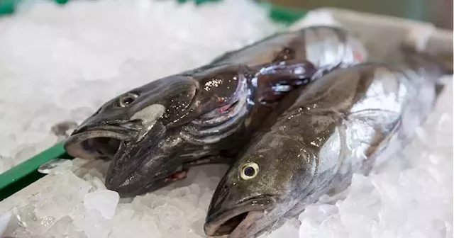 California's most sustainable seafood industry just got sued