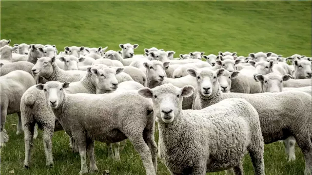 This company lets you rent sheep to mow your lawn in an environmentally friendly way