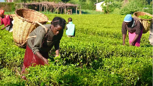 Scientist decries lack of investment on ecological farming