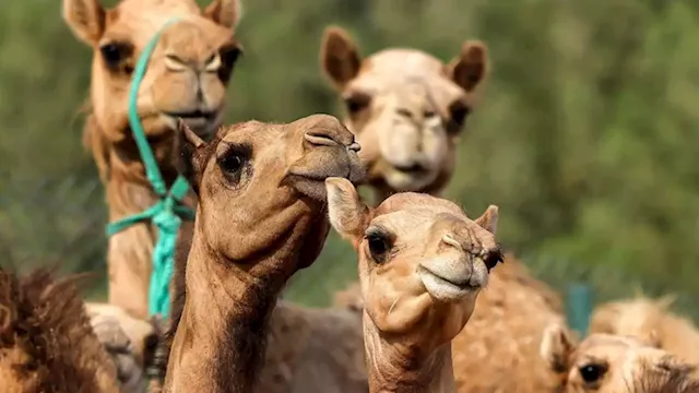 Why camel cloning is big business in Dubai | CNN