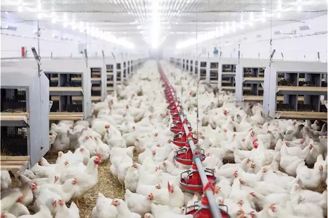 SA poultry edges closer to being a R60bn industry