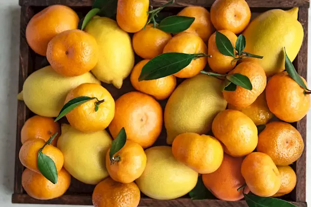 New regulation puts citrus industry burdened by load shedding in a squeeze | The Citizen