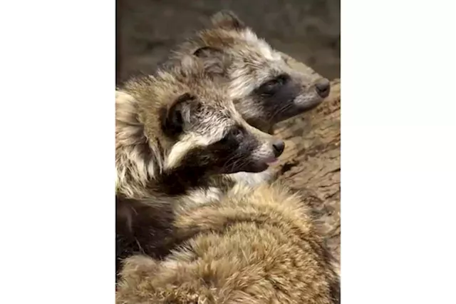 New COVID origins data point to raccoon dogs in China market