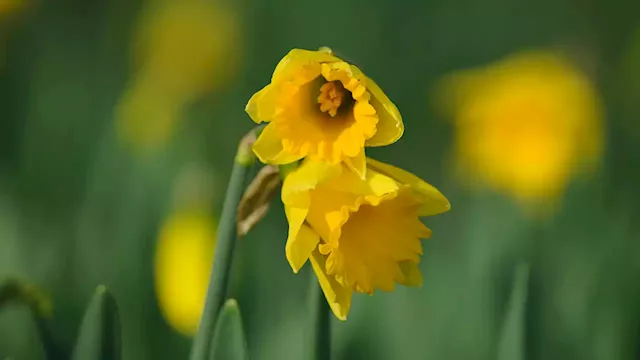 It's Daffodil Day, get free flowers at Pike Place Market