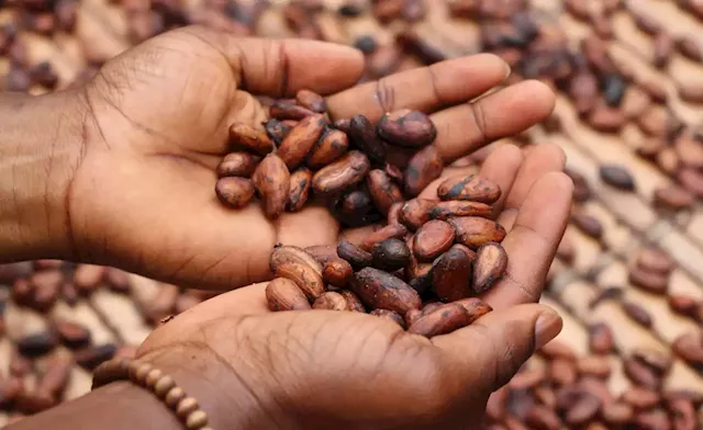 Uganda: Cocoa Is Big Business, but Farmers Aren't Reaping Its Rewards