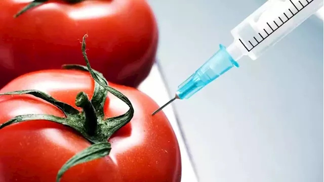 Genetically modified foods, business, and health effects | The Guardian Nigeria News - Nigeria and World News