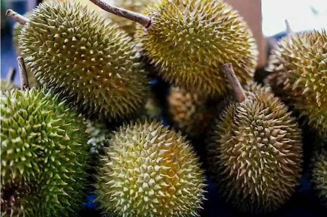 First harvest of Chinese durians to hit the market in June