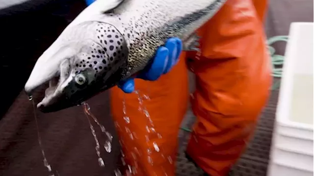 Federal decision to shut down B.C. salmon farms prompts company court challenge - BNN Bloomberg