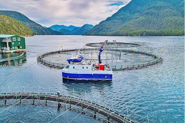 B.C. First Nation, aquaculture companies challenge Discovery Island fish farm closures in court - Terrace Standard