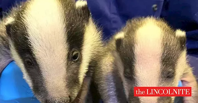 Frozen badger cub found in Market Rasen recovering with new brother