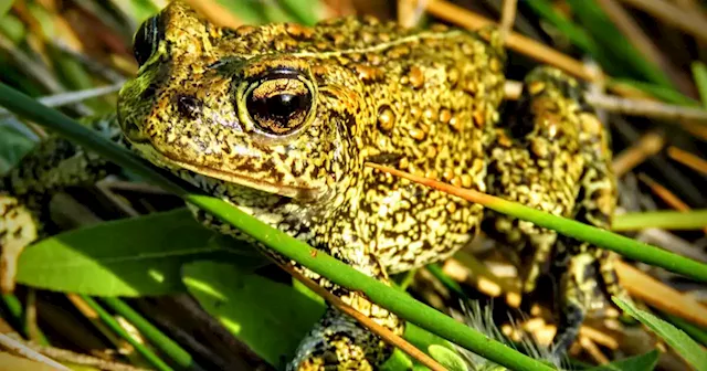 Renewable energy company threatens to sue Biden over endangered toad