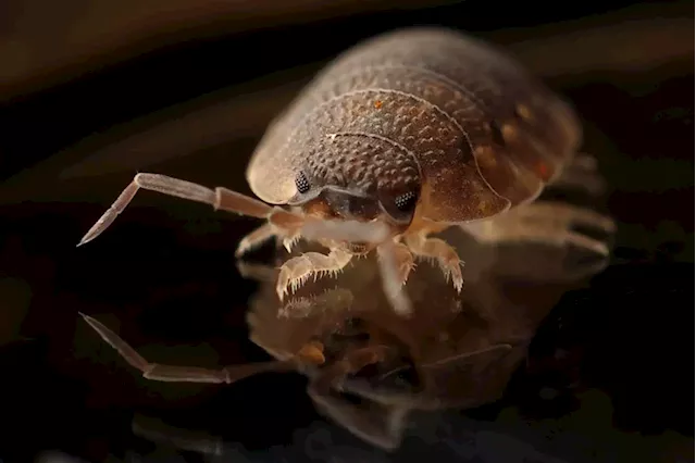 A pest control company ranked Canada's worst cities for bed bugs. Here's how Vancouver did.