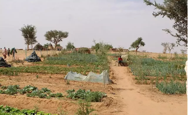 Niger: Land Restoration, Market Gardening Makes a Difference for Niger Farmers