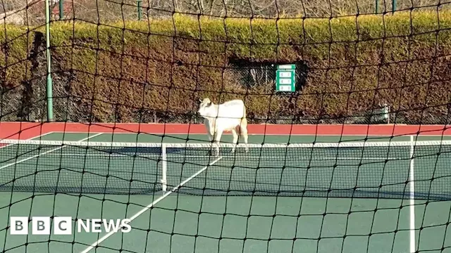 Market Harborough: Cow trapped on tennis court after escaping