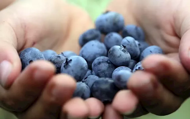 SA blueberry farmers ready for comeback after Transnet strike impacts 2022 export season | Business