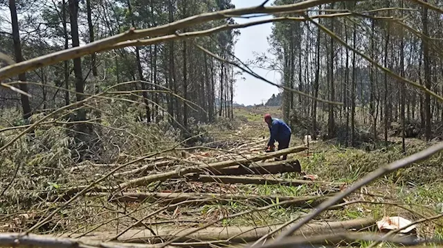 York Timber warns of 'unaffordable' log prices as profits fall almost a third | Business