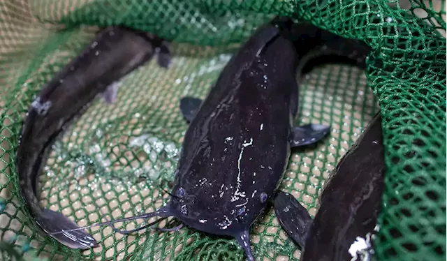 Nigeria's catfish farming industry boosted by canning innovation