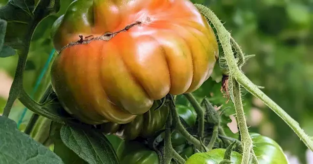 How Cardiff's new farmers market may help keep small farms in business