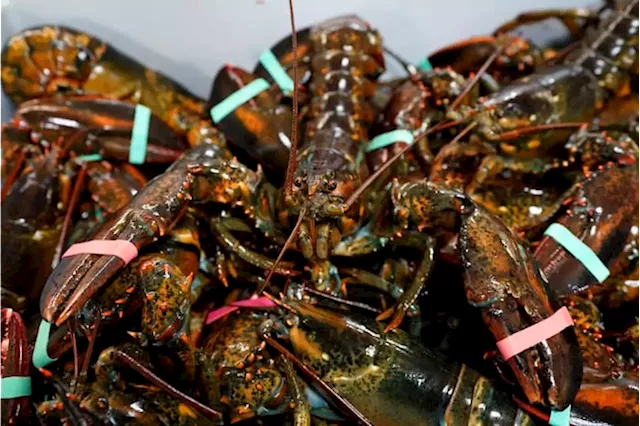 Maine lobstermen have slower year amid industry challenges