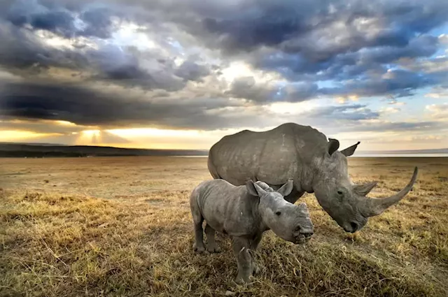 Auction for 13% of world’s white rhinos to start at R180 million | Business