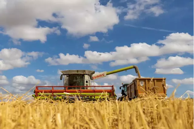 Business Maverick: Australia sees wheat exports plunging 20% on drier climate