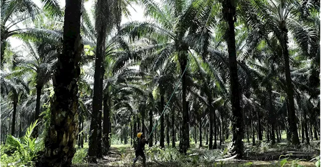 India's palm oil imports could jump to 4-year high on lower prices - industry official