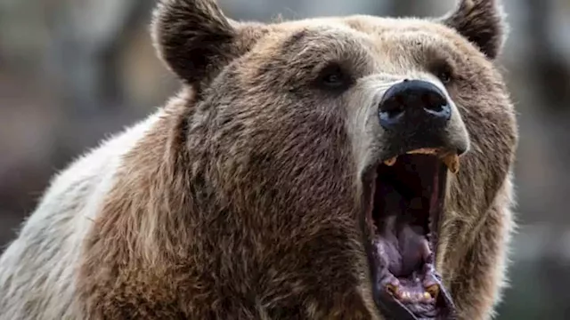 Credit Suisse thinks this is still just a bear market rally and gives the history to back it up