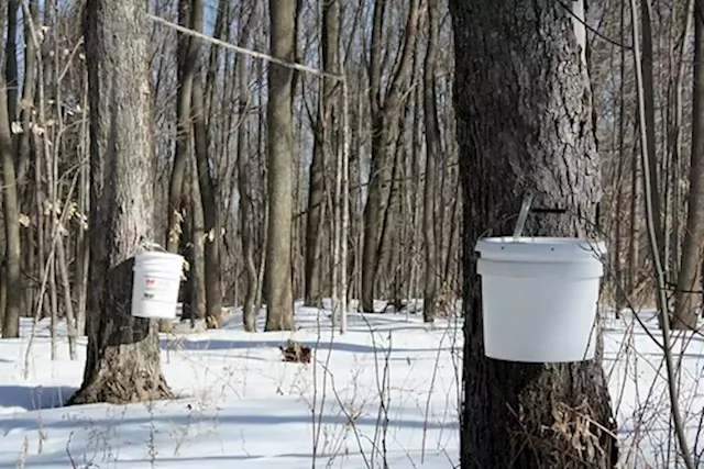 Early start to maple syrup season may not be best for the industry